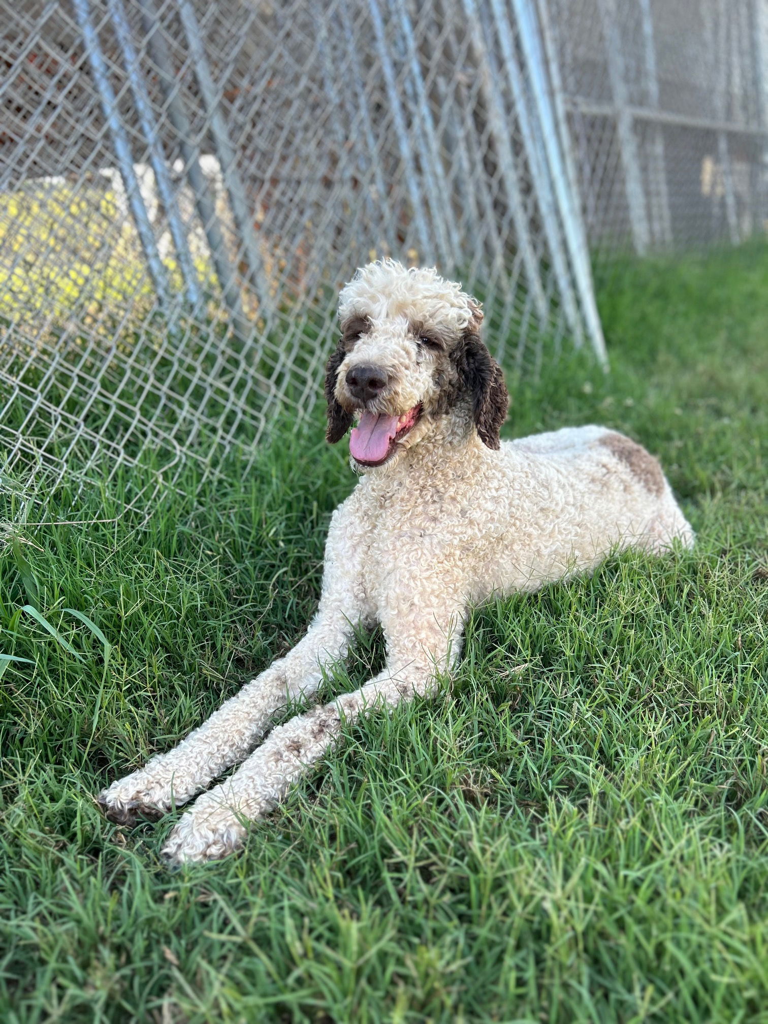 Dog Image