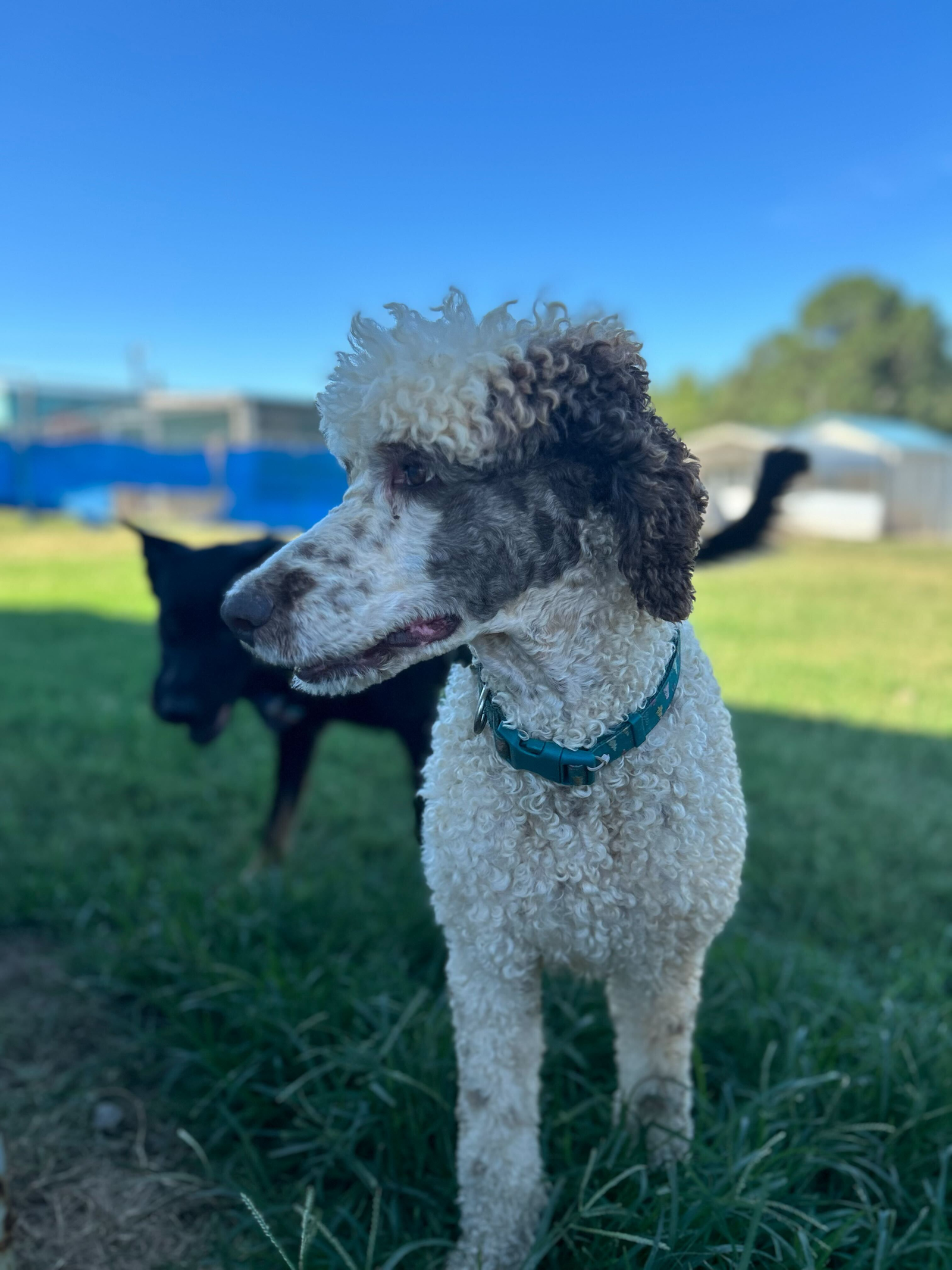 Dog Image