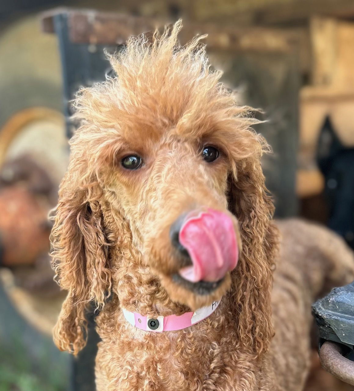 Carolina orders poodle rescue adoptable dogs