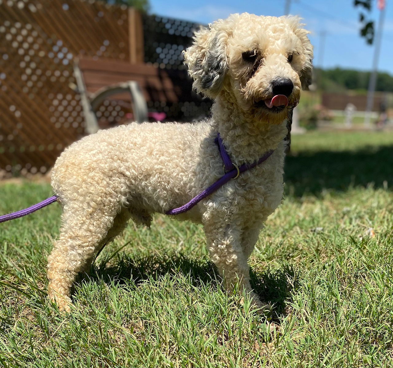 Dog Image