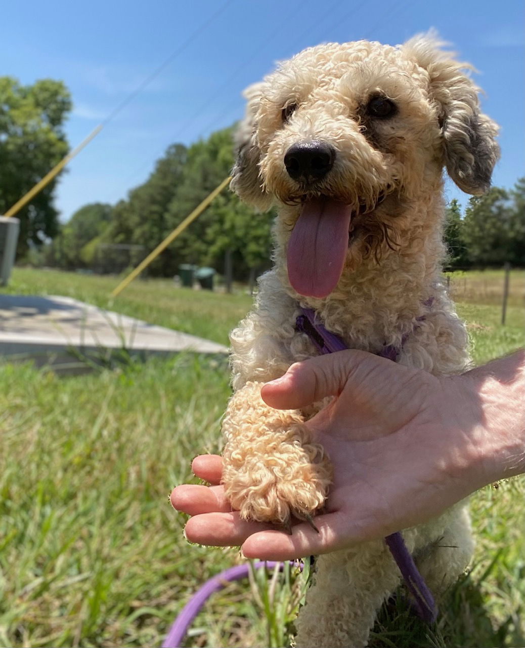 Dog Image