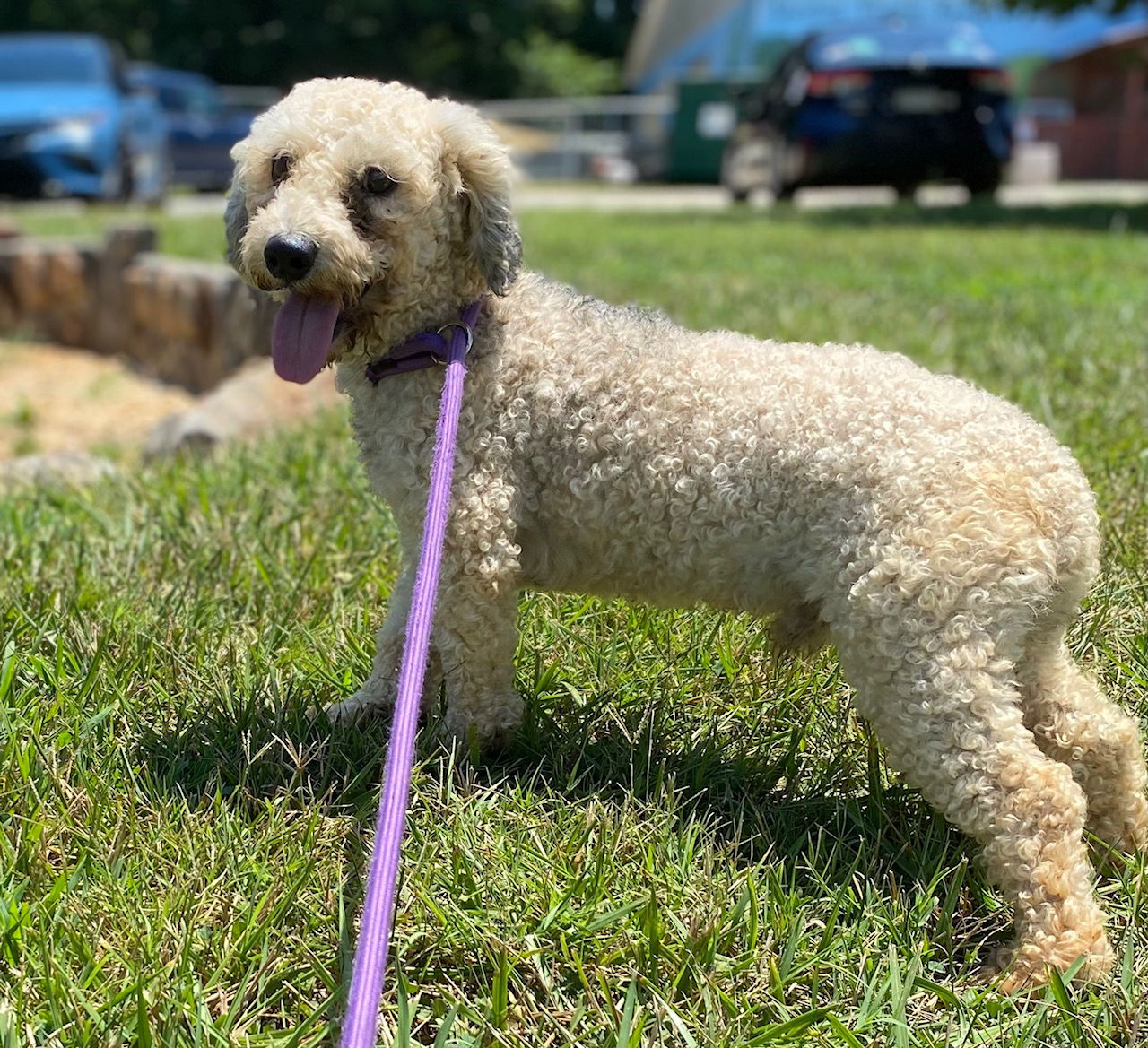 Dog Image