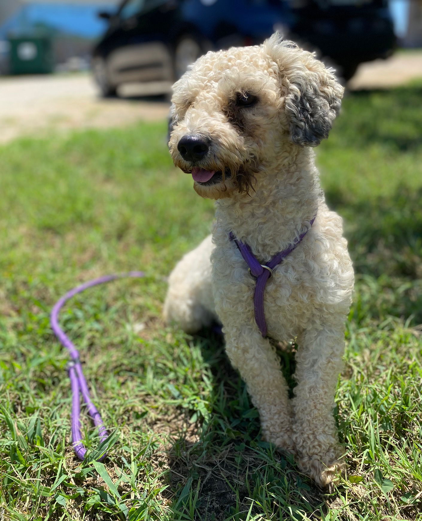 Dog Image