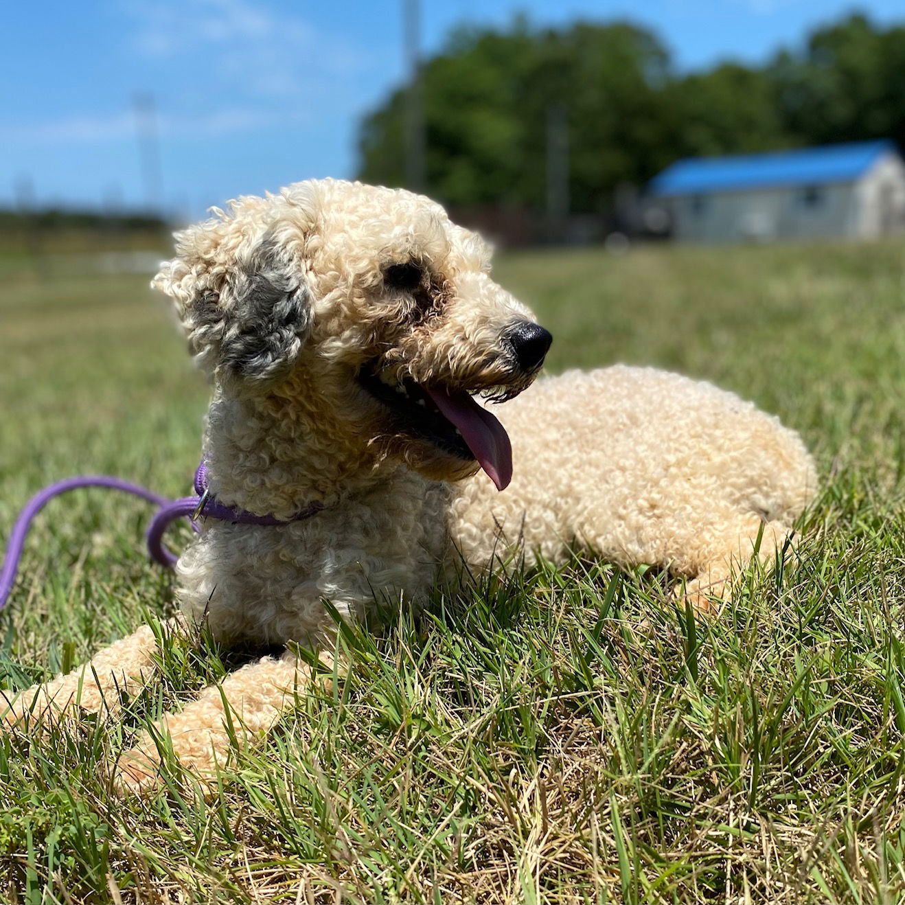 Dog Image