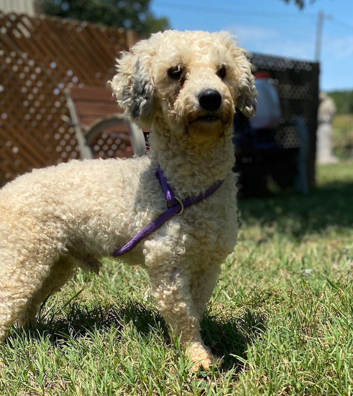 Dog Image