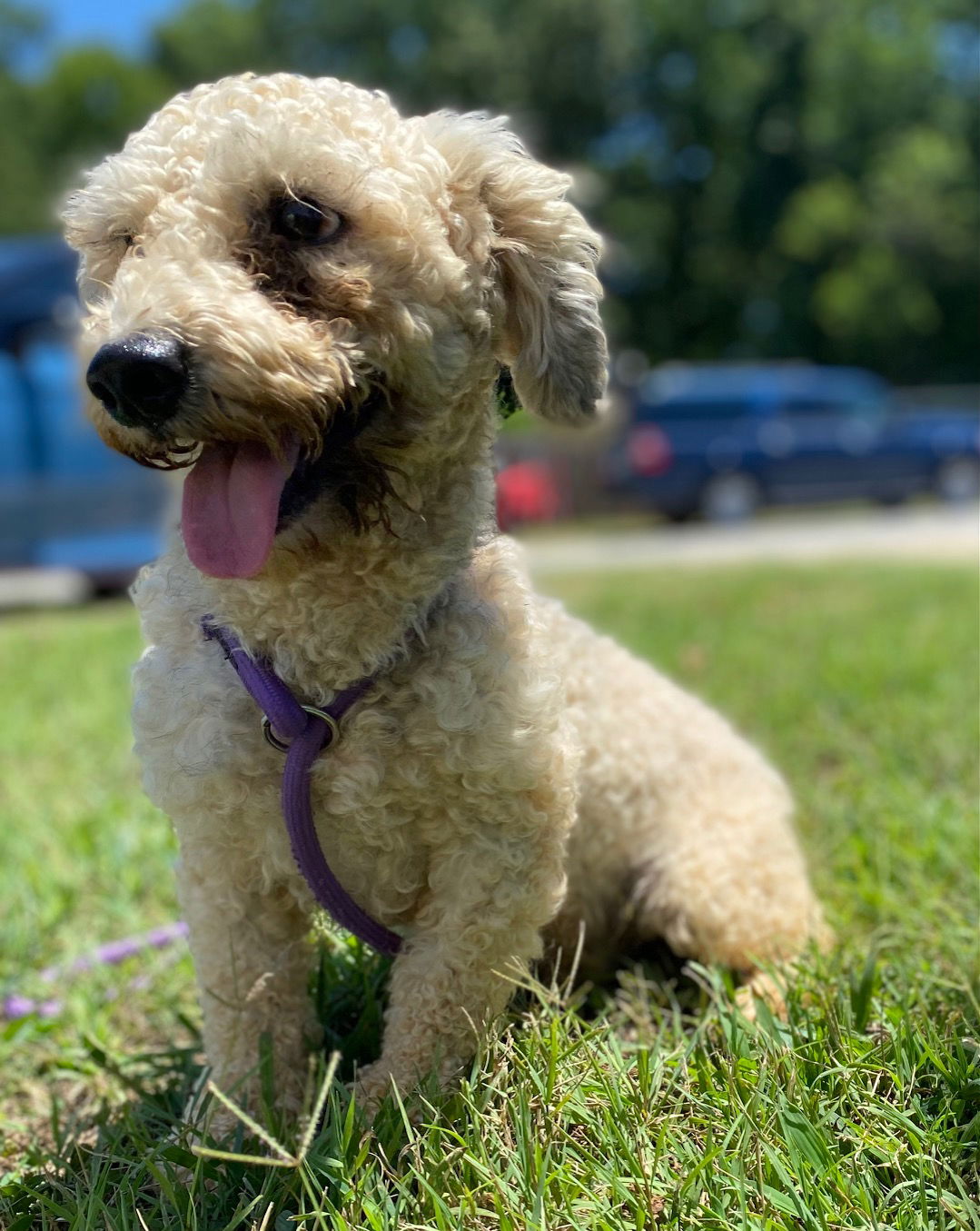 Dog Image