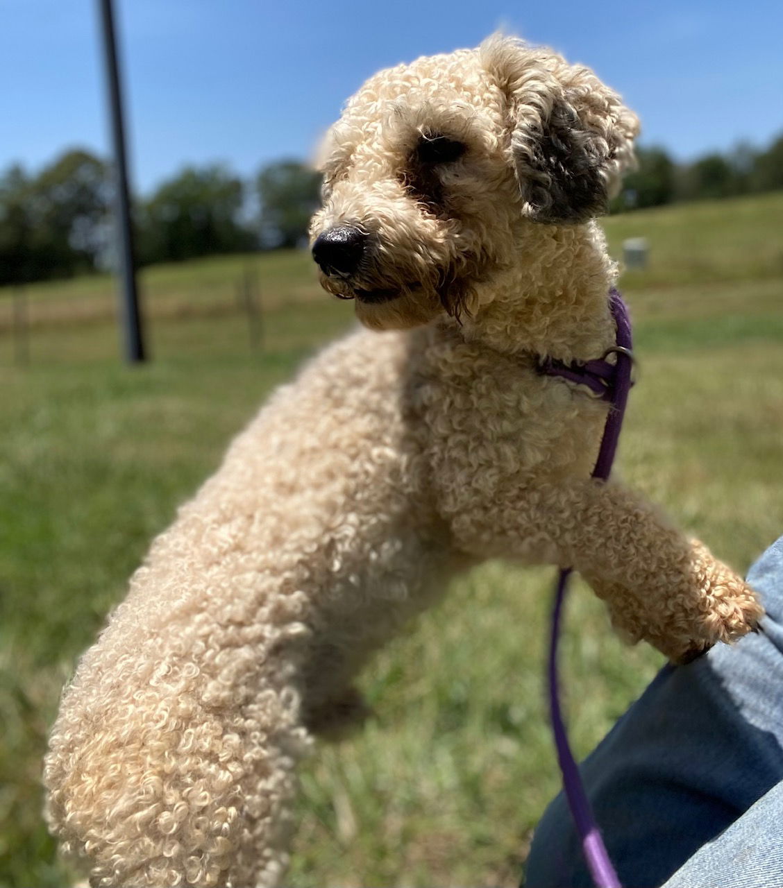 Dog Image