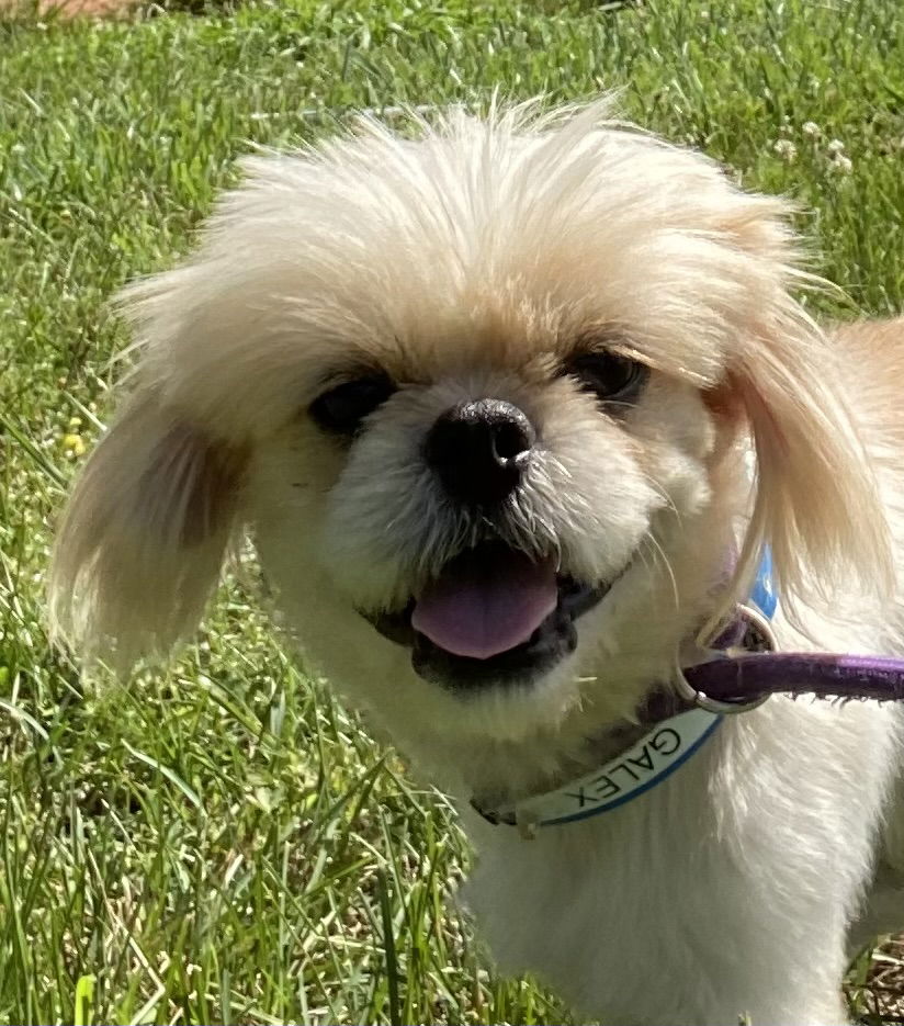Dog Image