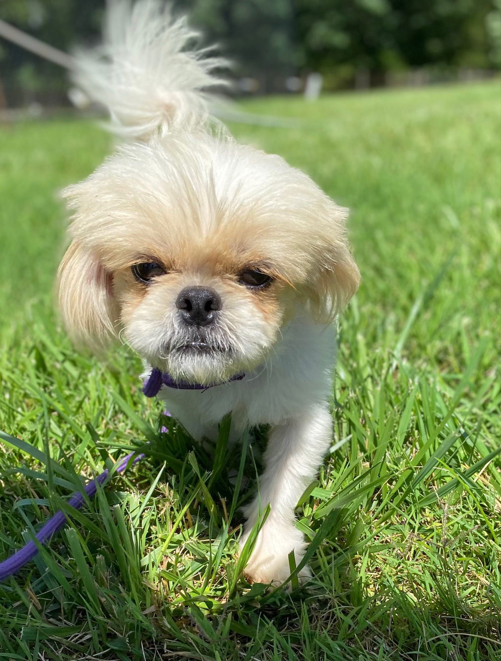 Dog Image
