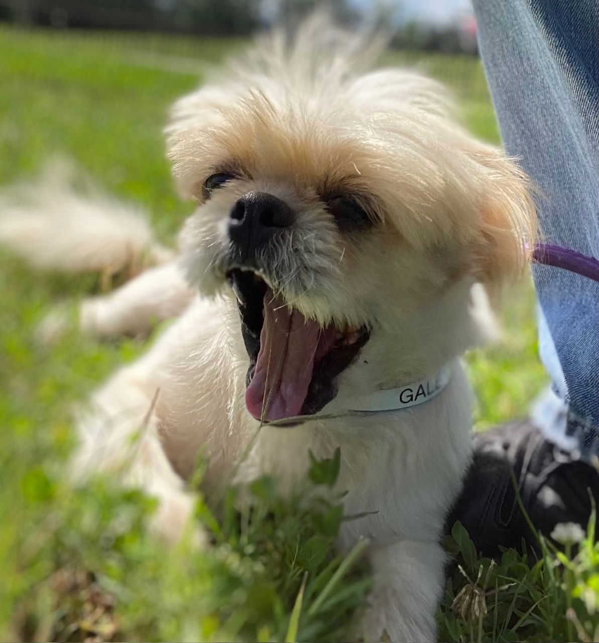 Dog Image