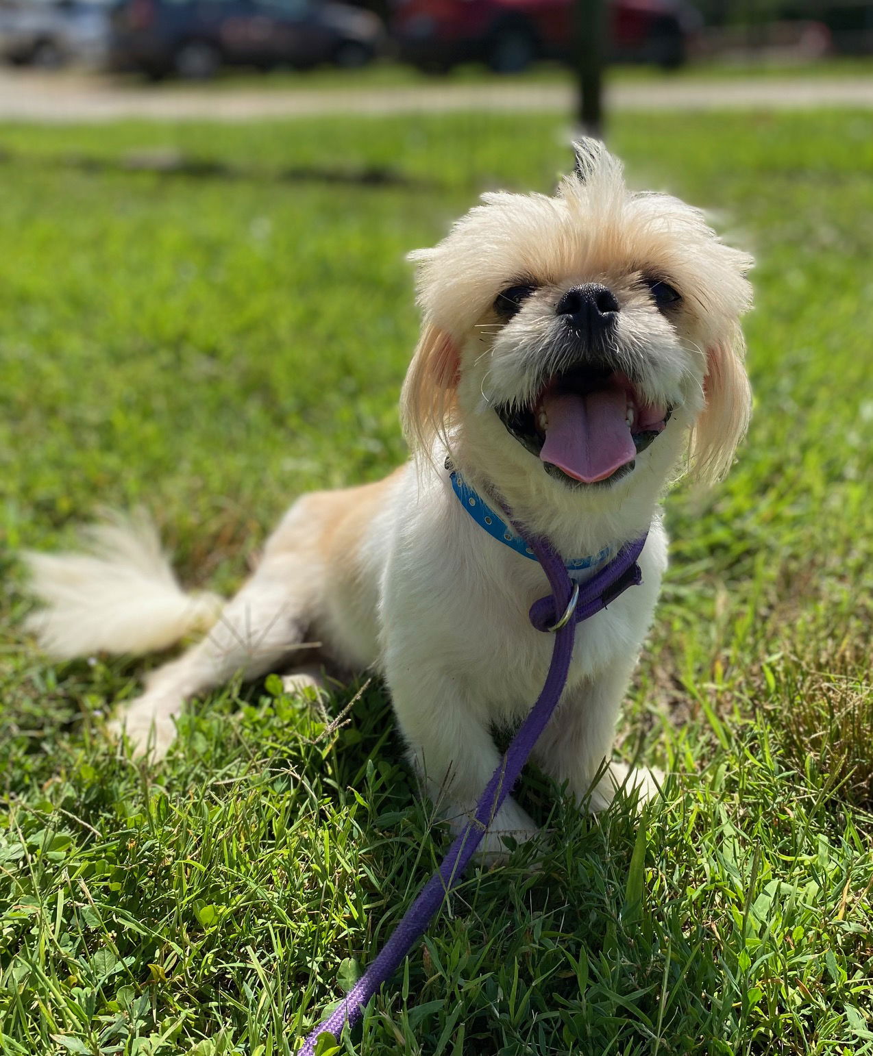 Dog Image
