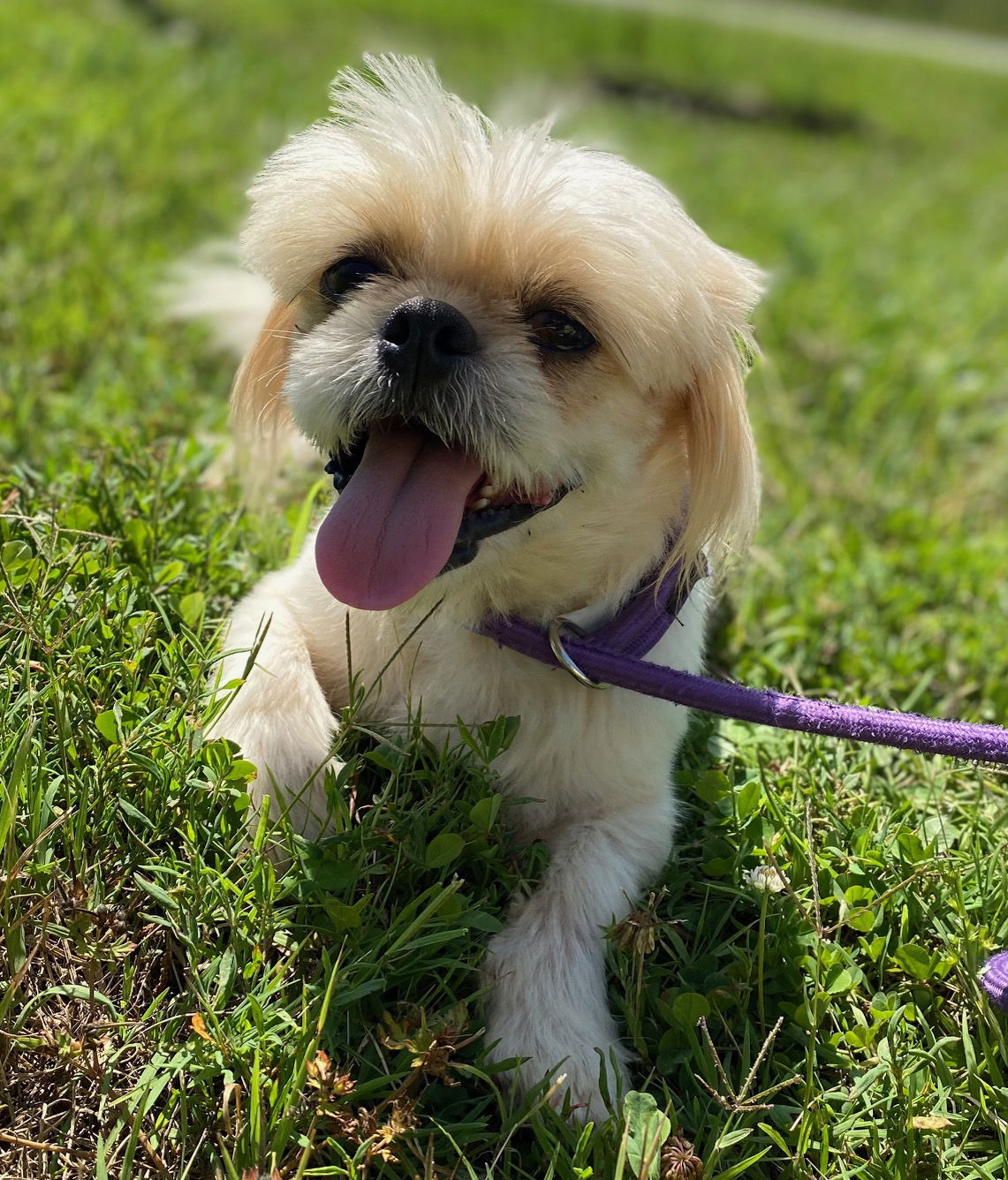 Dog Image