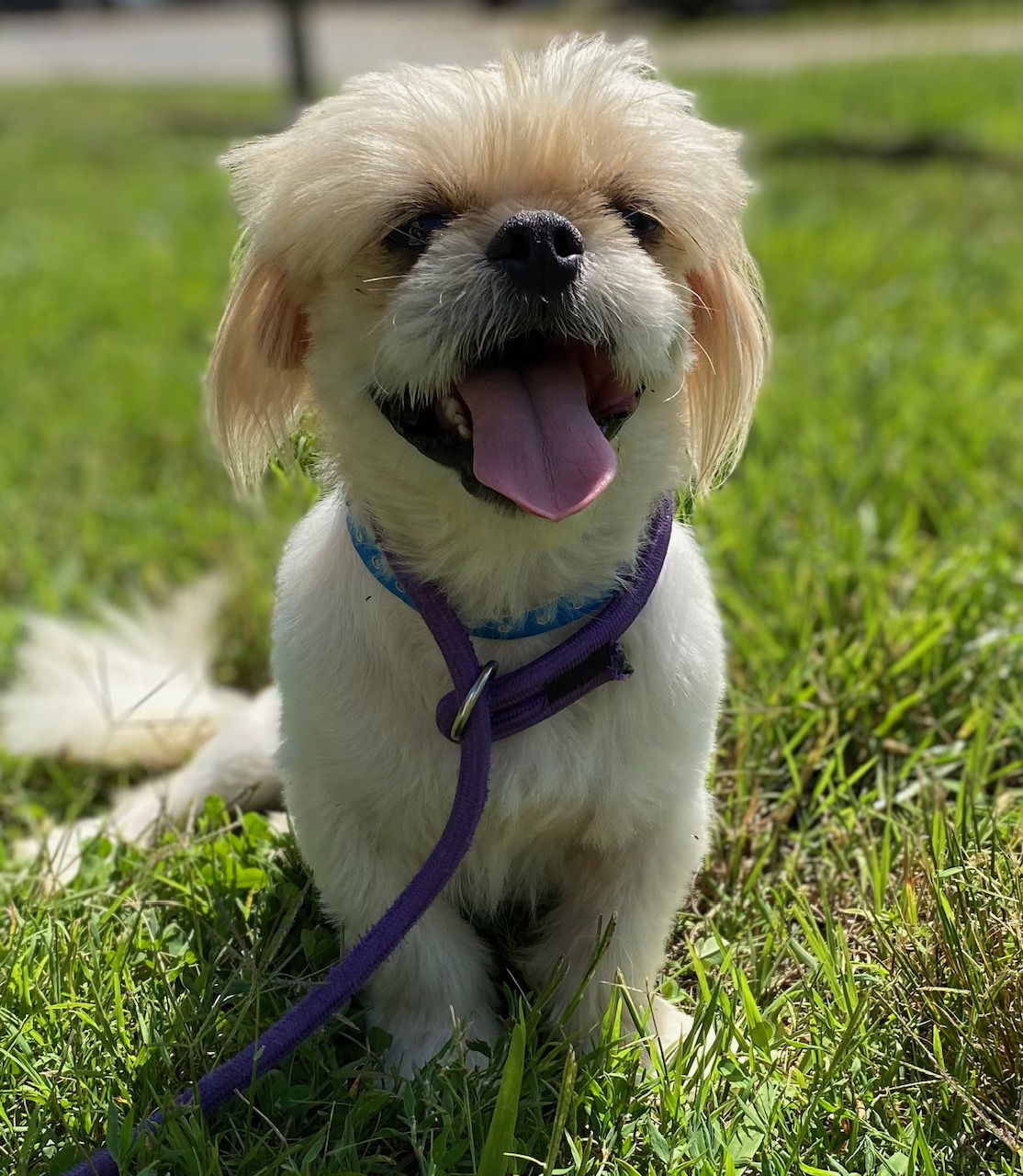 Dog Image