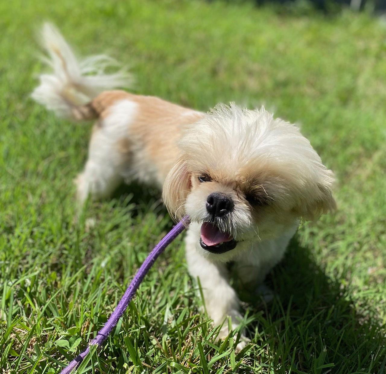 Dog Image