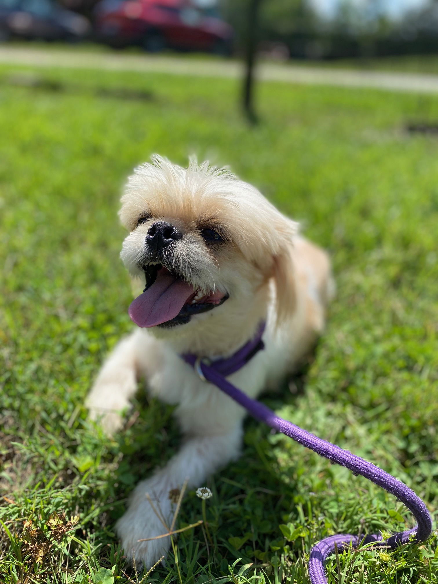 Dog Image