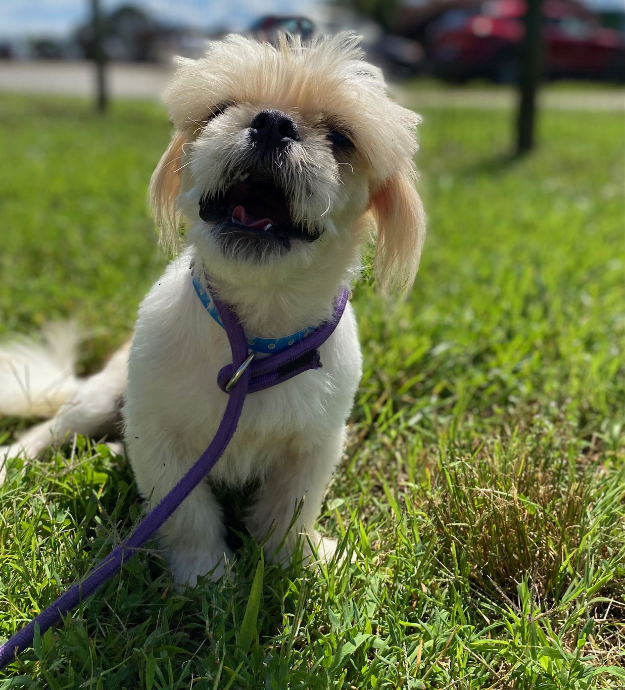 Dog Image