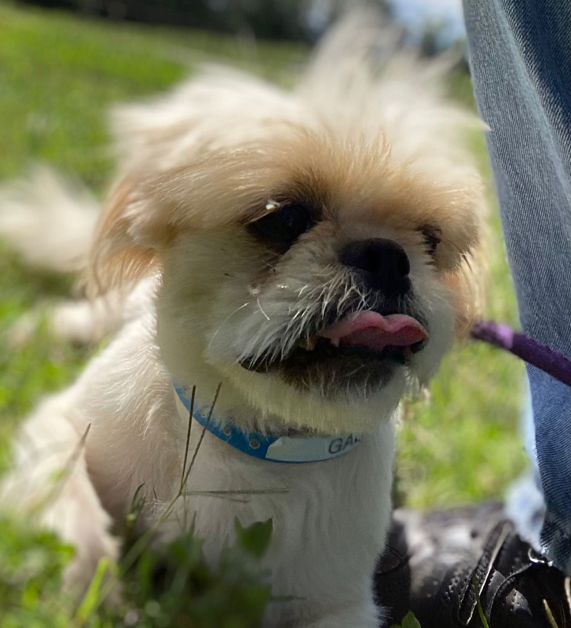 Dog Image