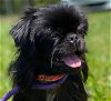 adoptable Dog in , SC named Roxanne Apr 24