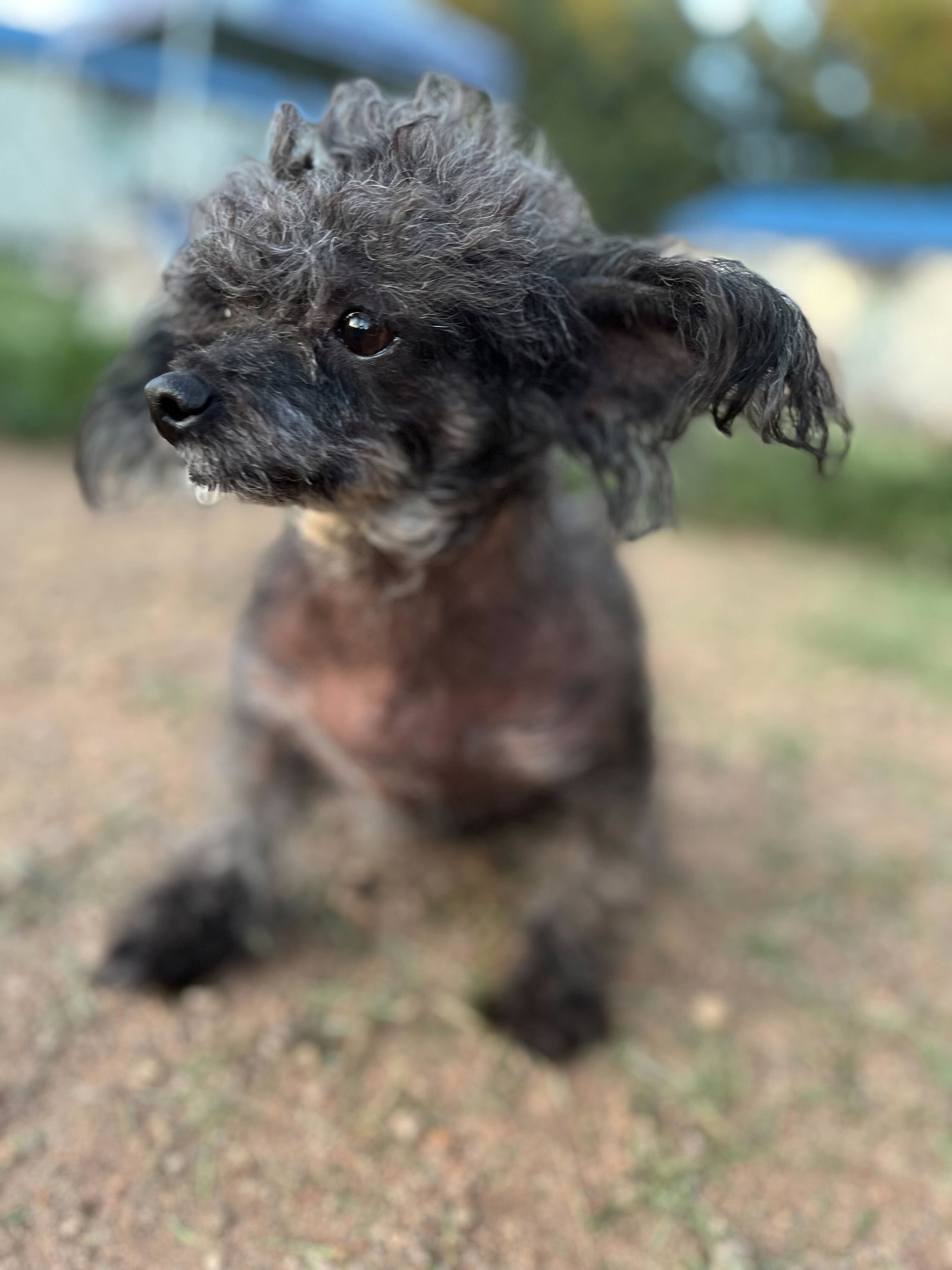 Photo 3 of 3 — Ping Apr 24 - An SOS Dog