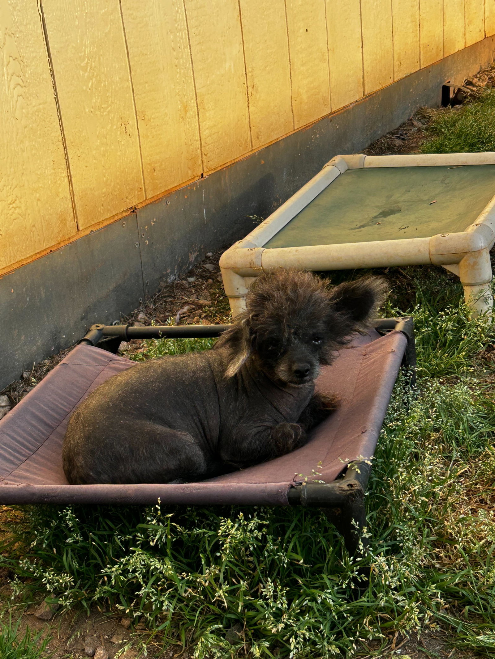 Photo 4 of 7 — Ping Apr 24 - An SOS Dog