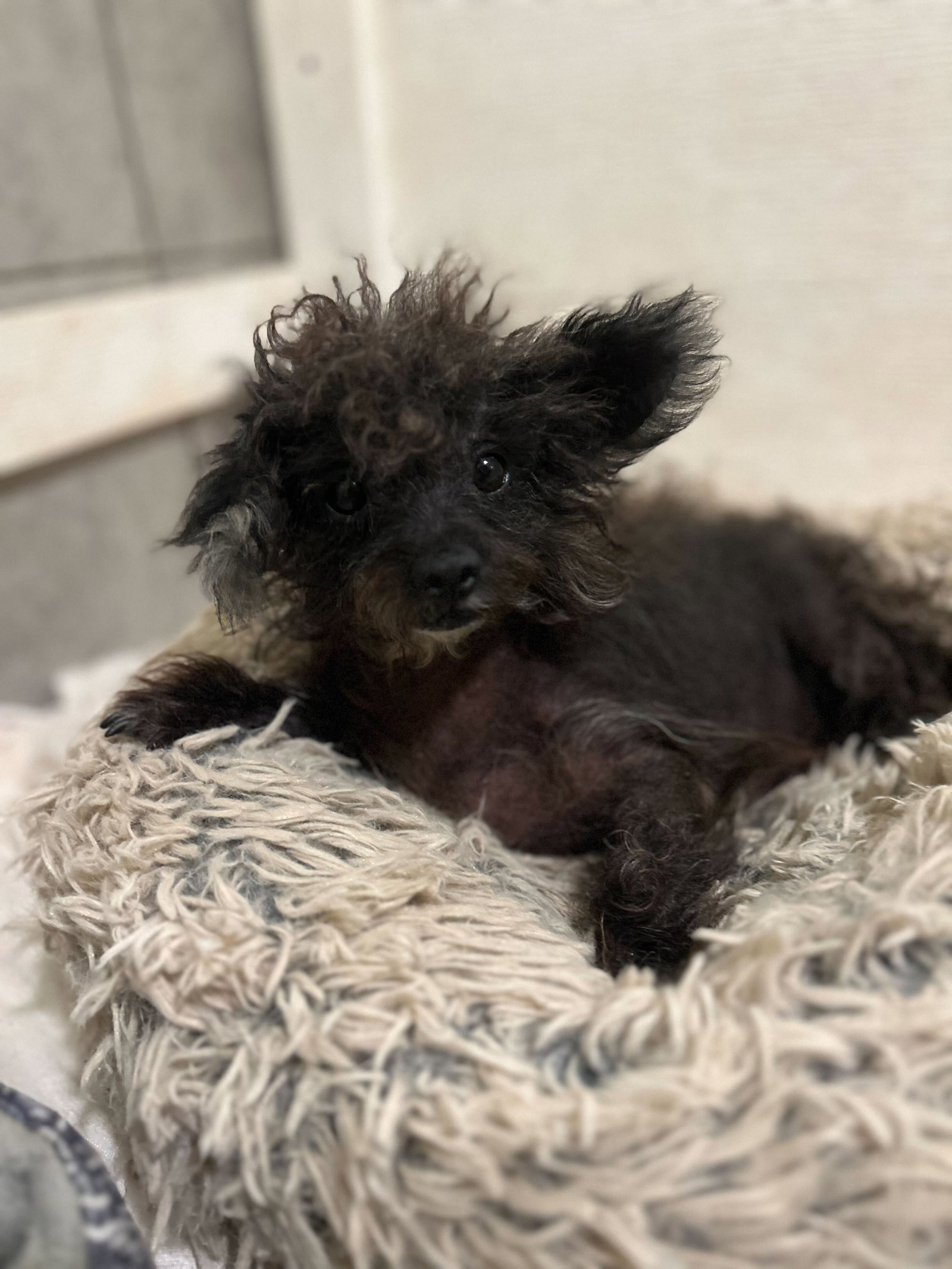Photo 6 of 7 — Ping Apr 24 - An SOS Dog