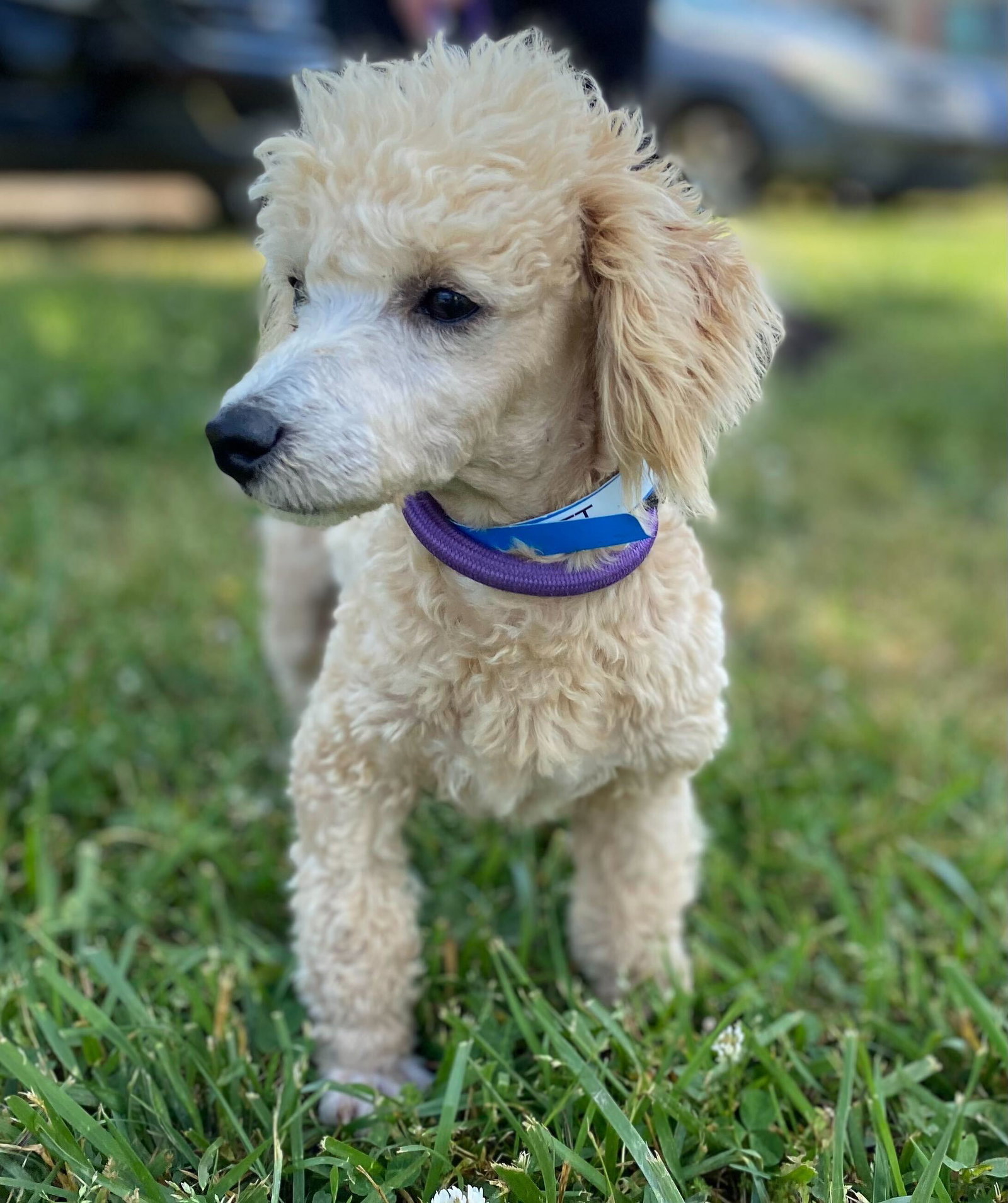 Dog Image