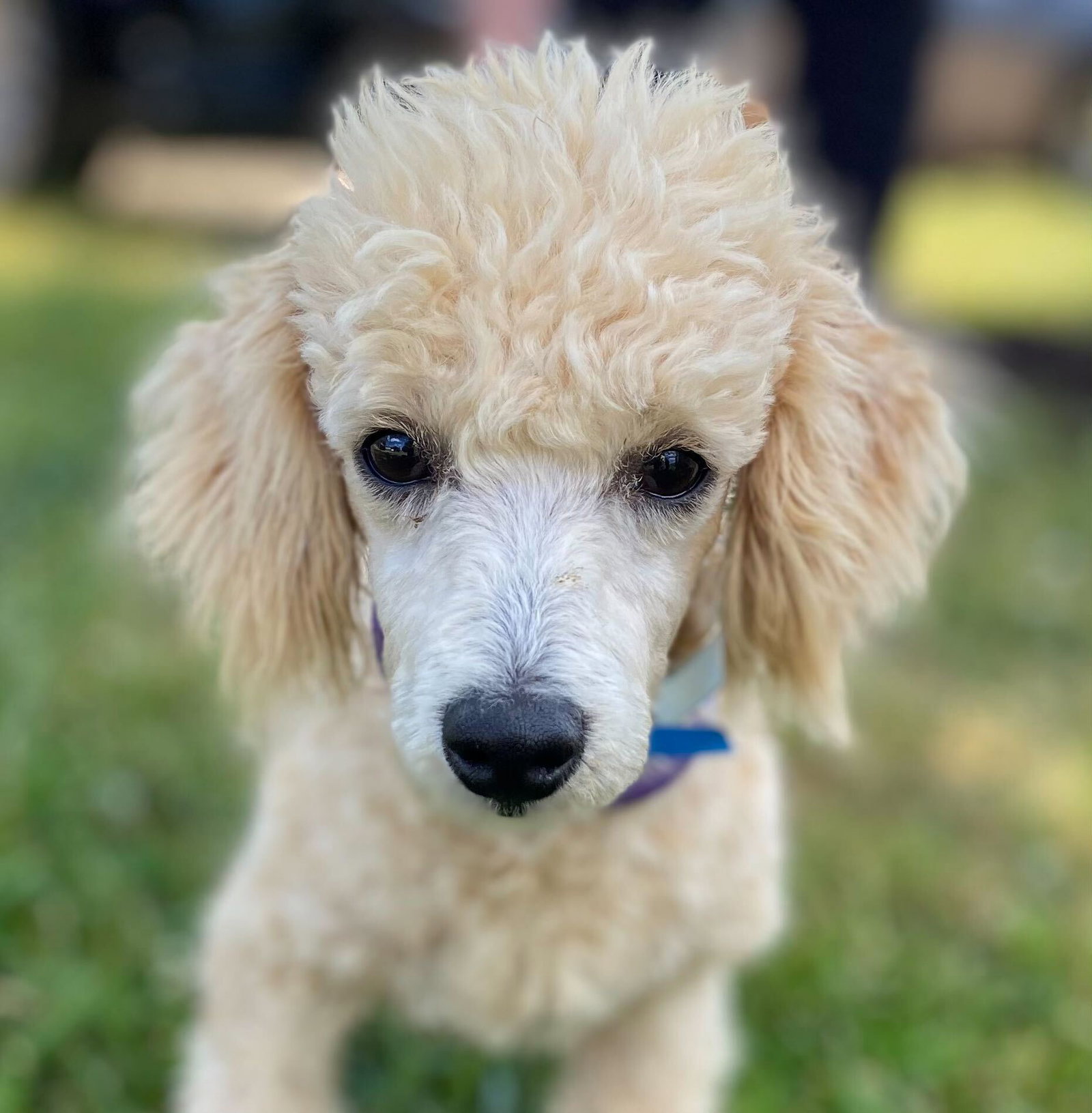 Dog Image