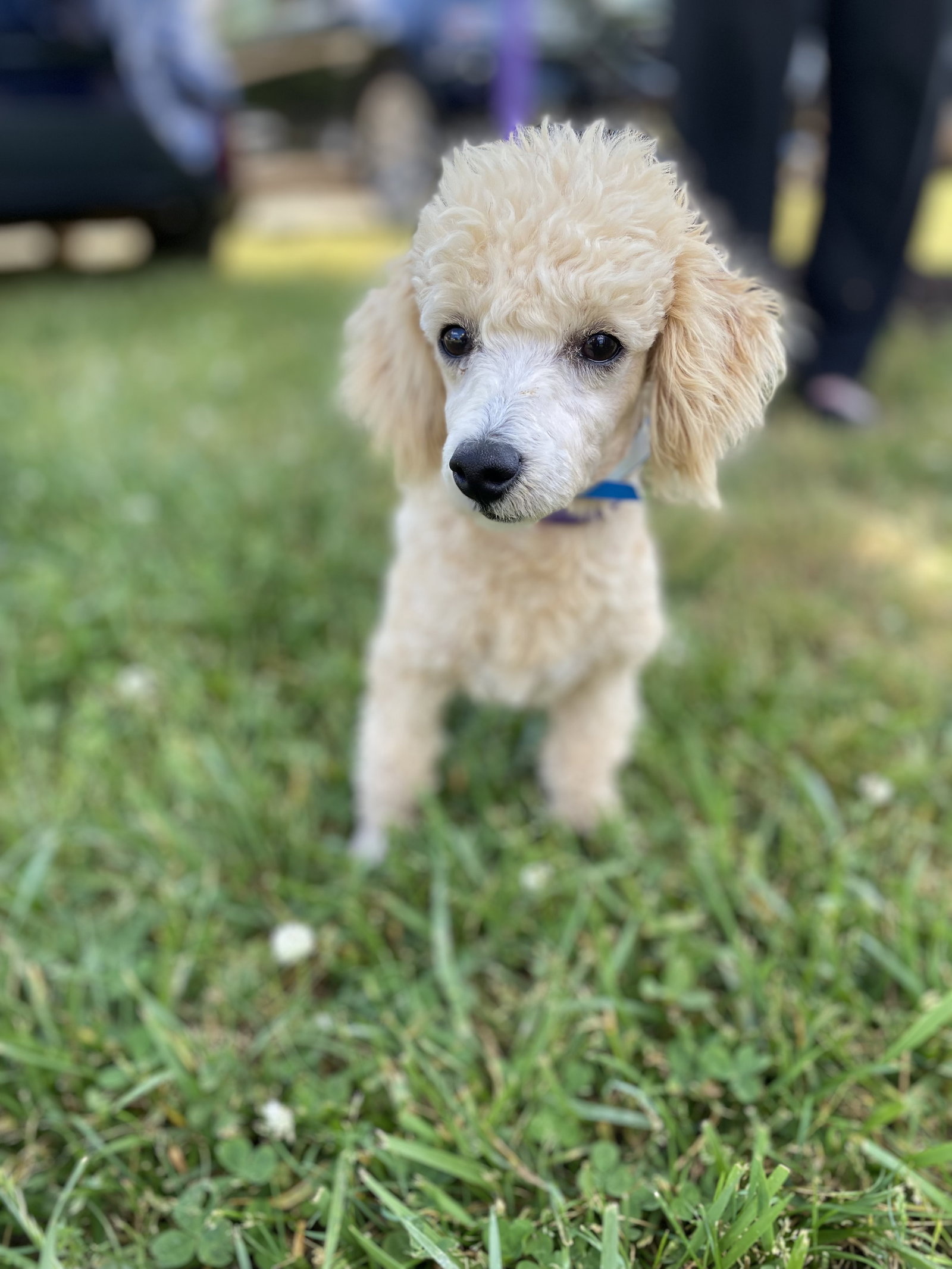 Dog Image