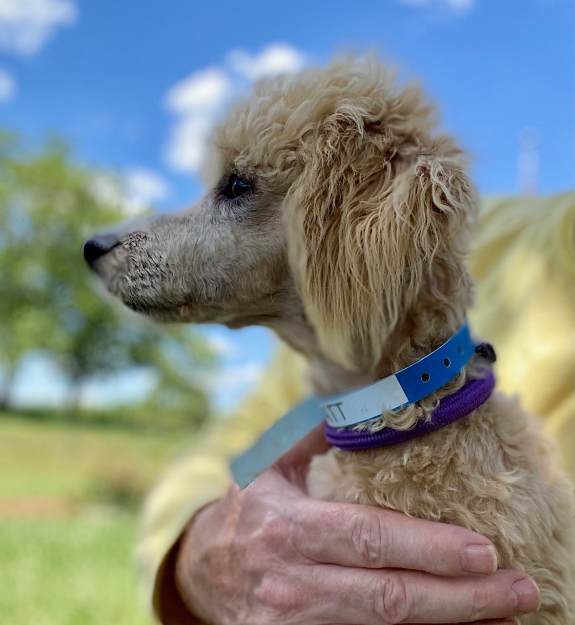 Dog Image