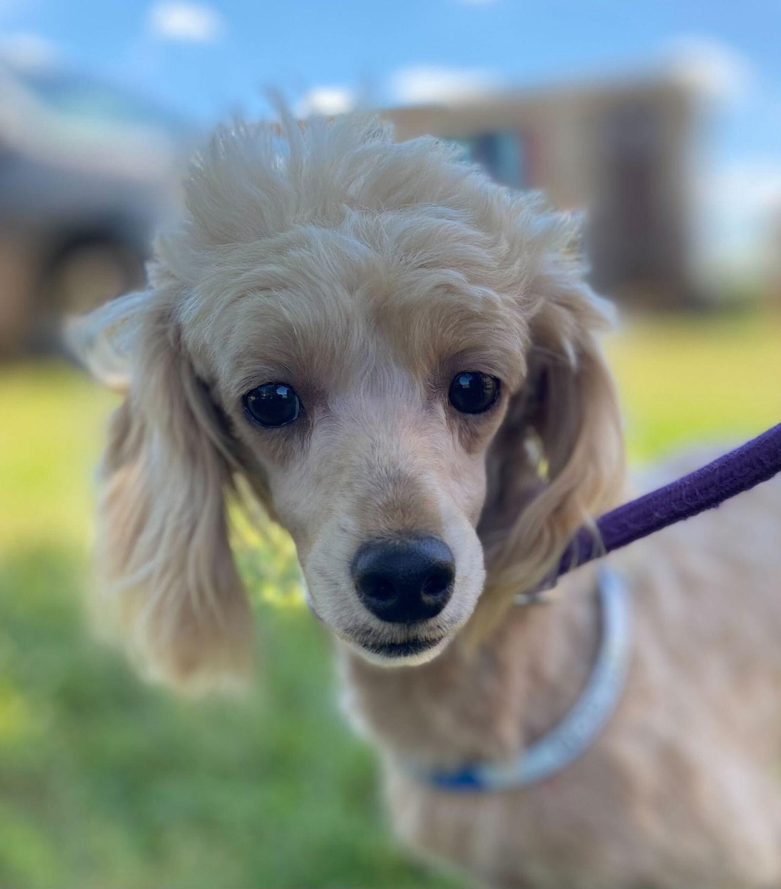 Dog Image