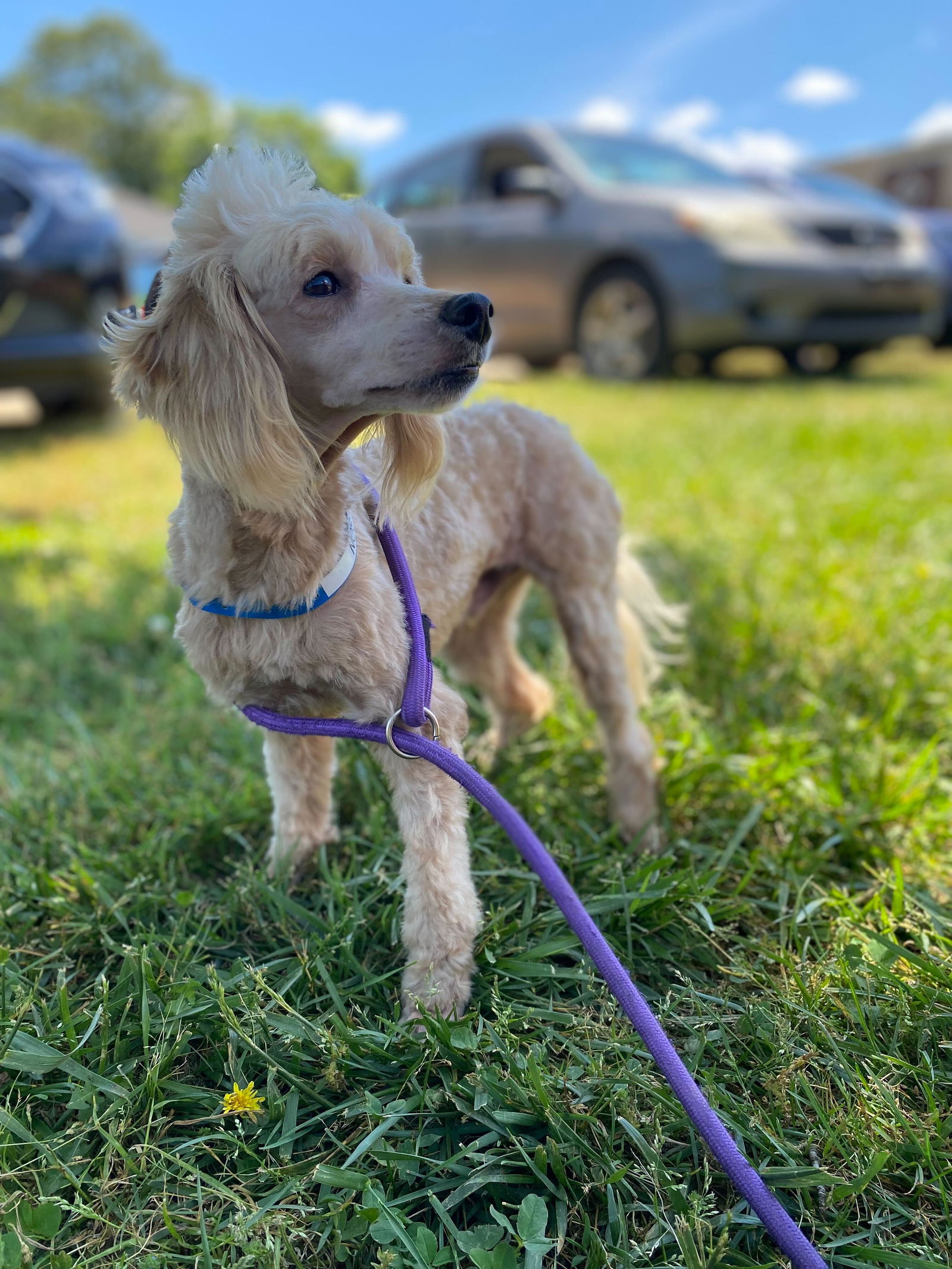 Dog Image