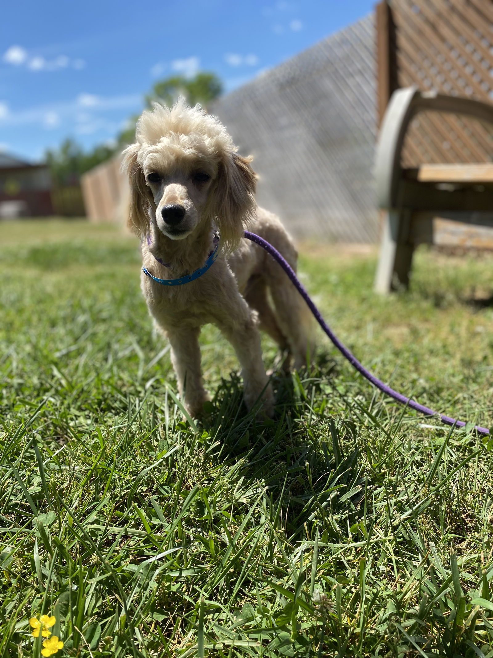 Dog Image