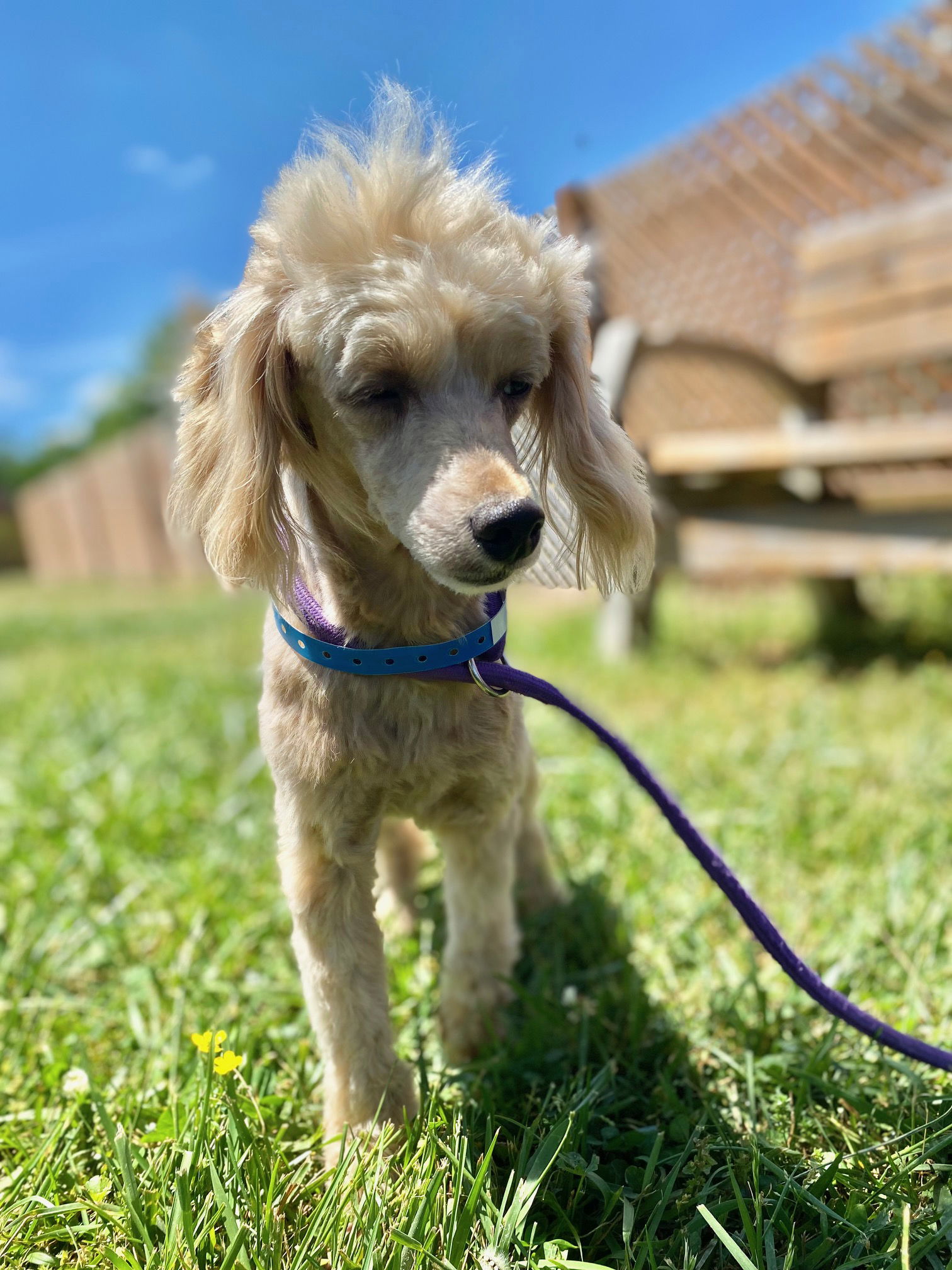Dog Image