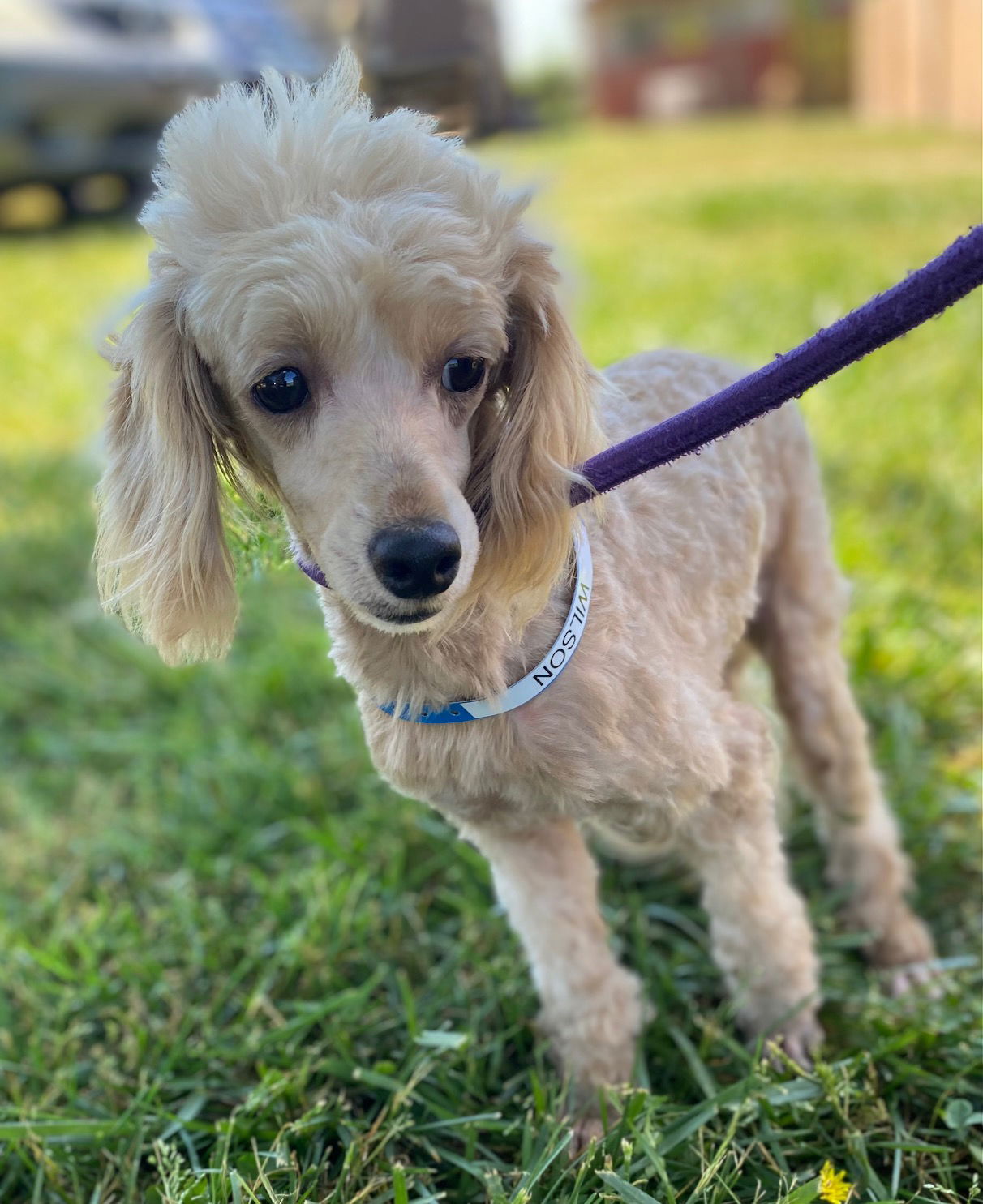 Dog Image