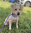 adoptable Dog in  named Manly Apr 24