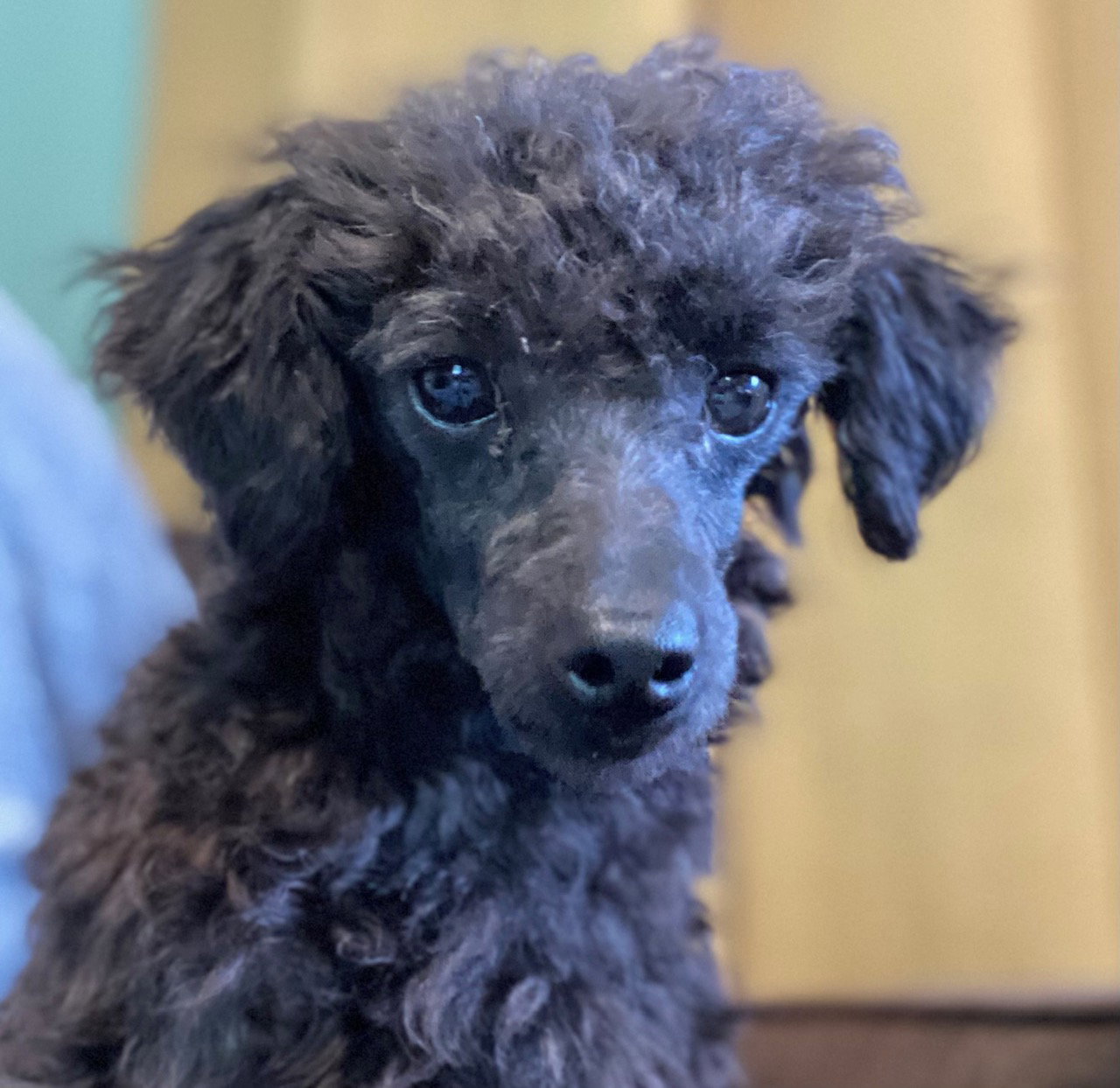 Dog Image