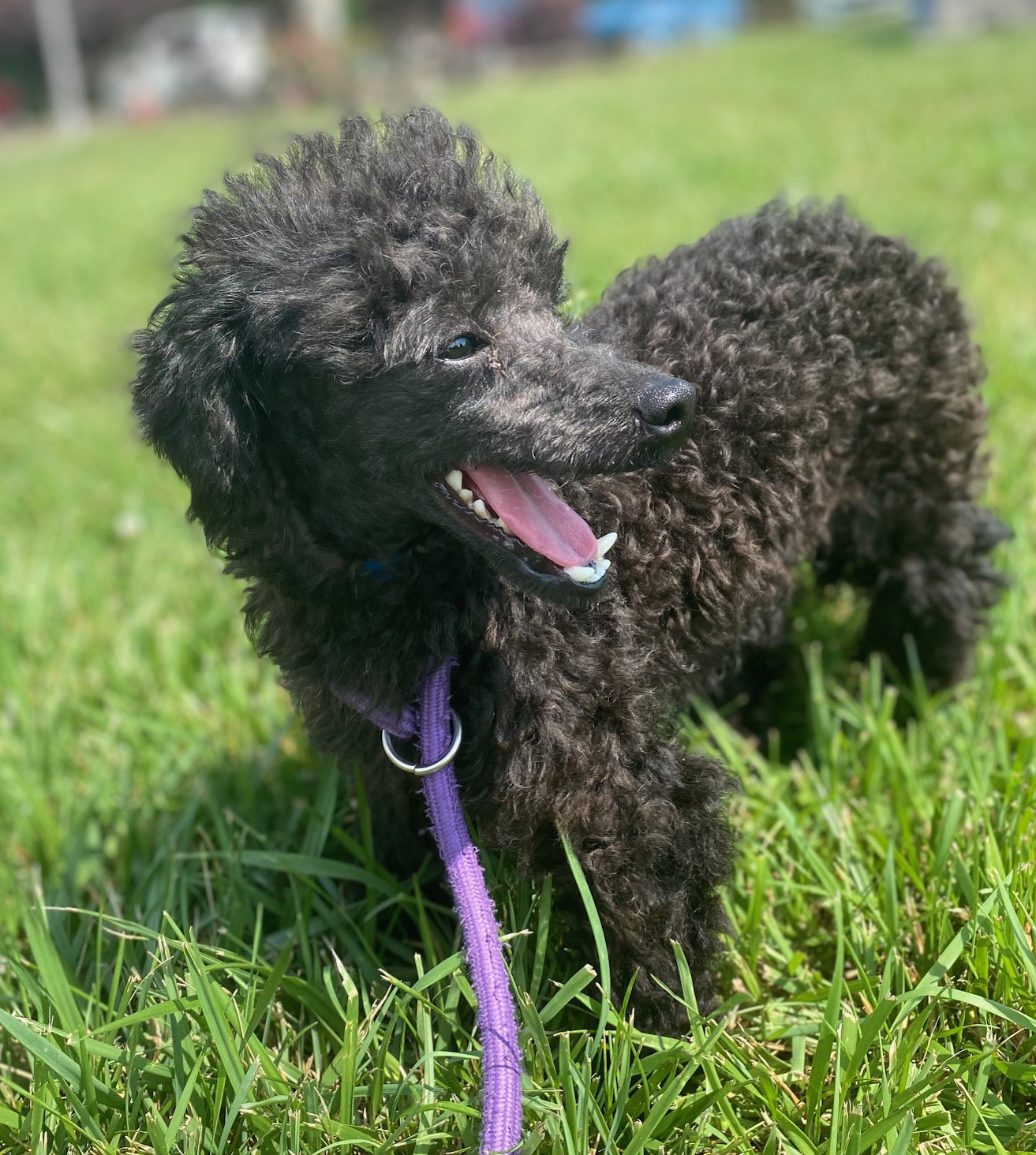 Dog Image