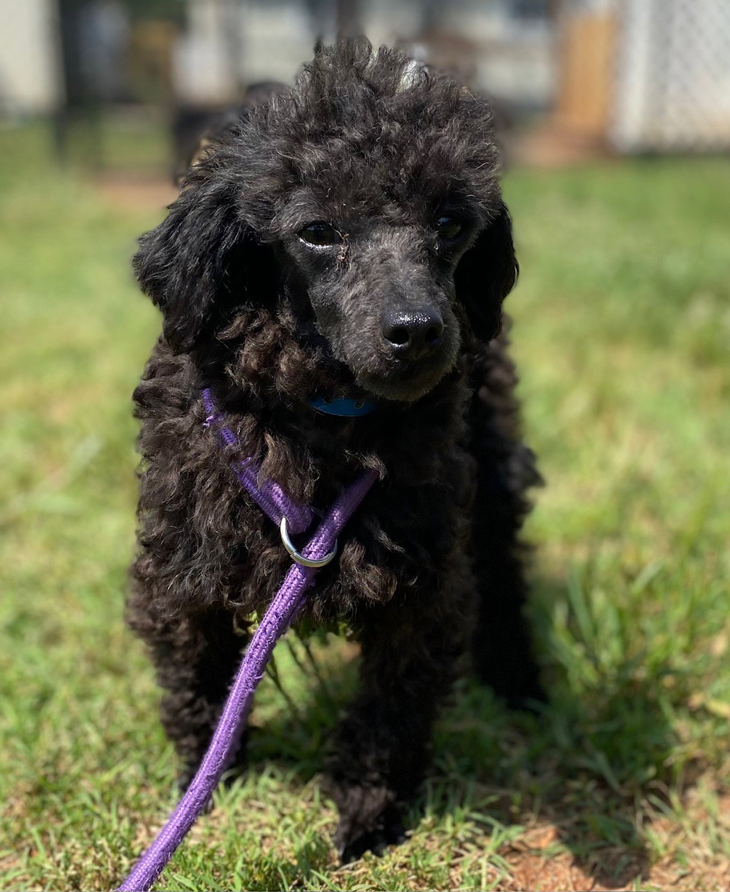 Dog Image