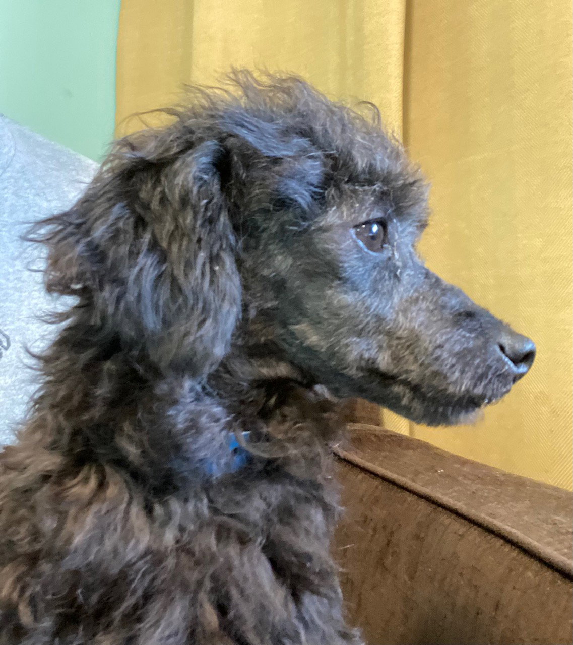 Dog Image