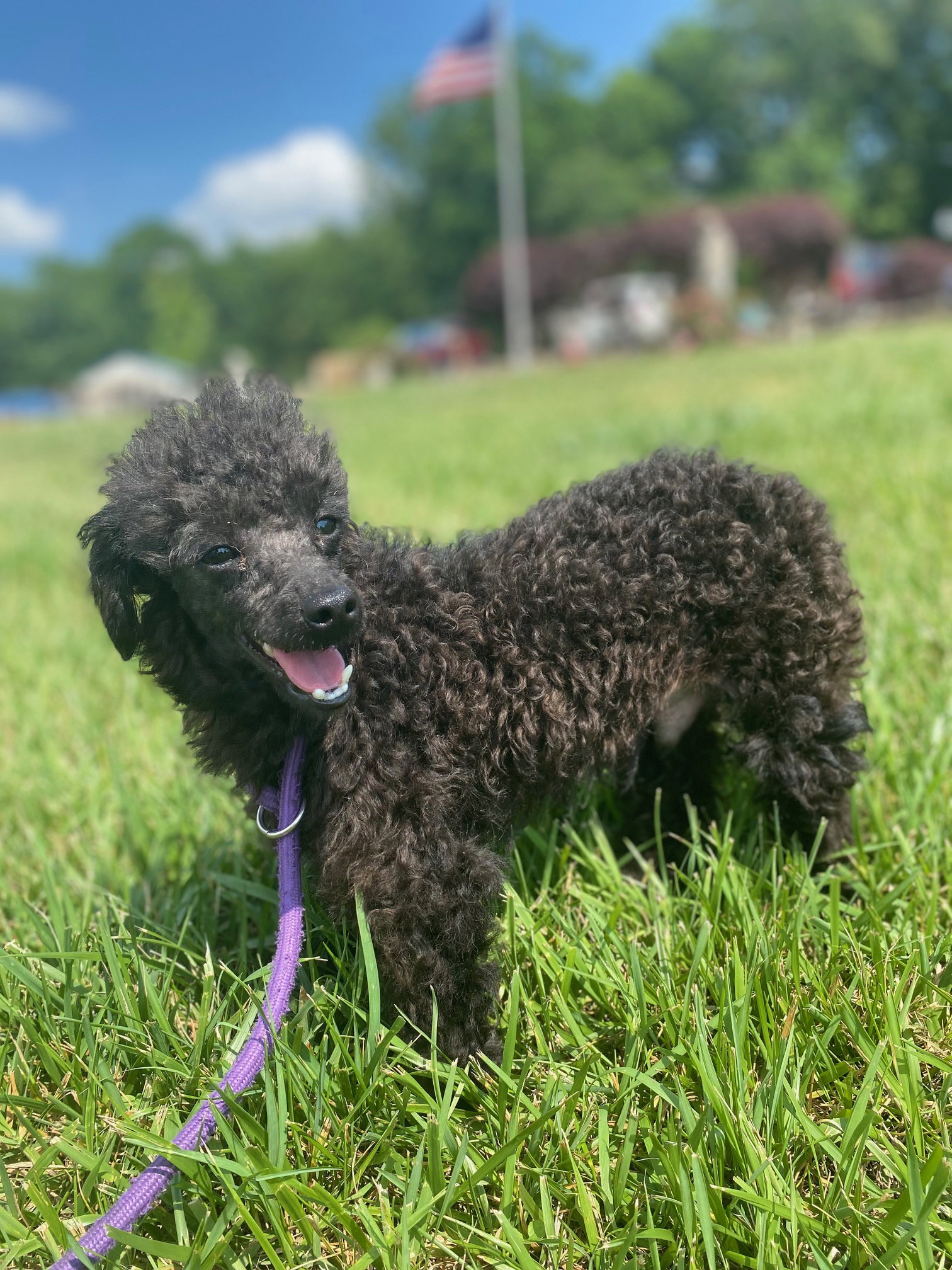 Dog Image