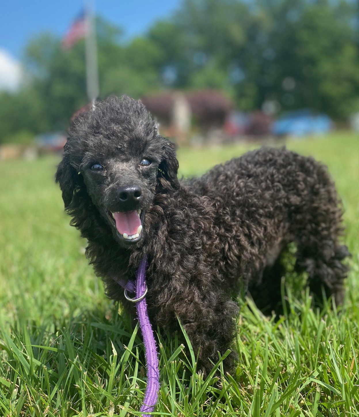 Dog Image