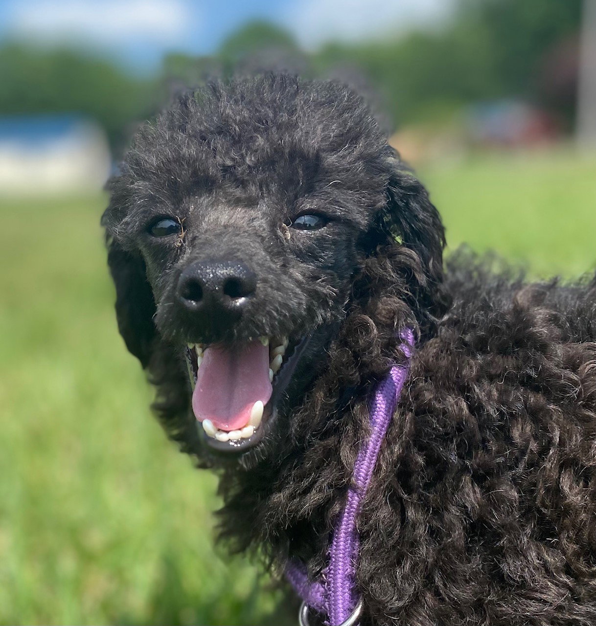 Dog Image