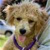 adoptable Dog in , SC named Runner Apr 24