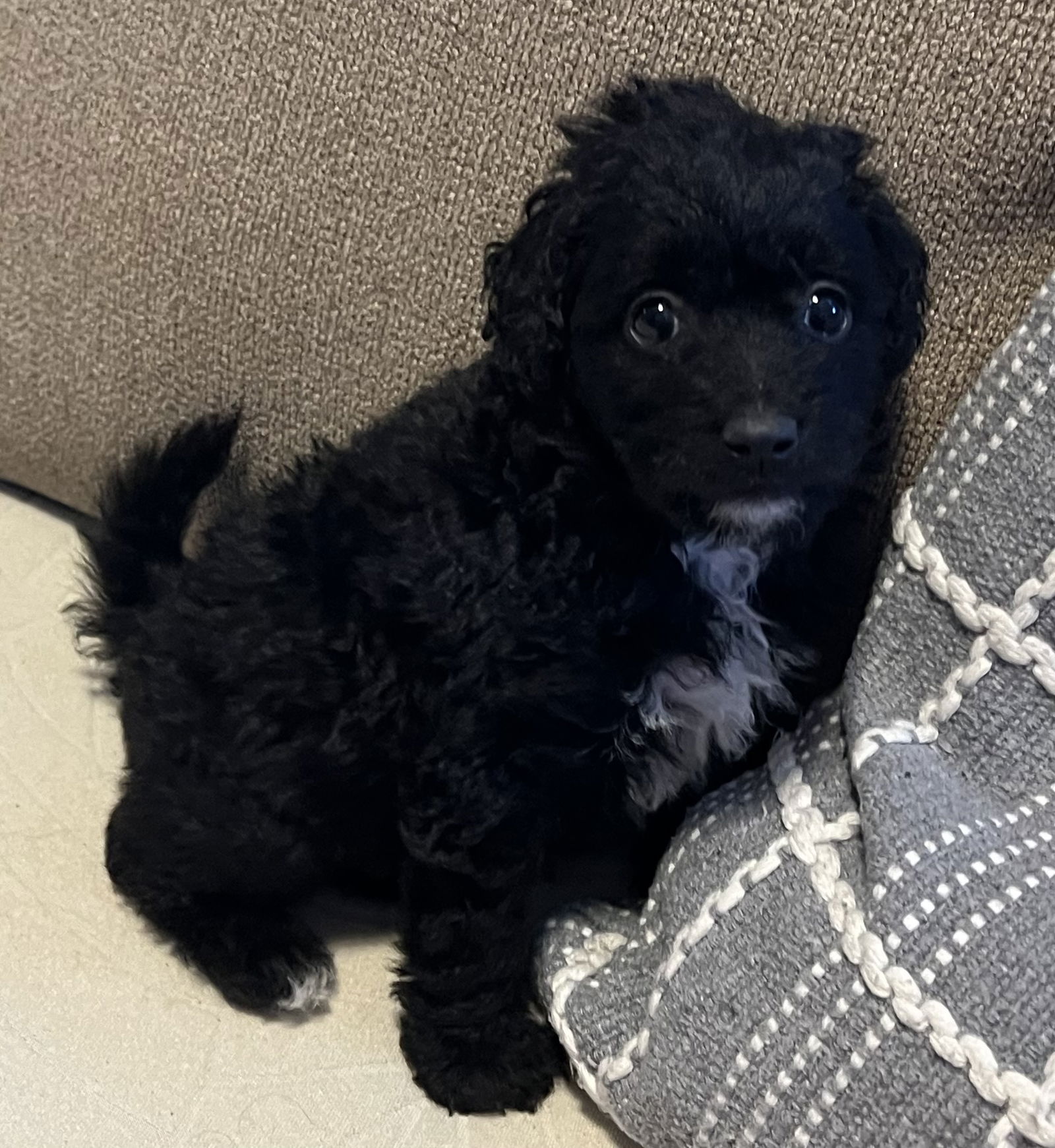 Dog Image