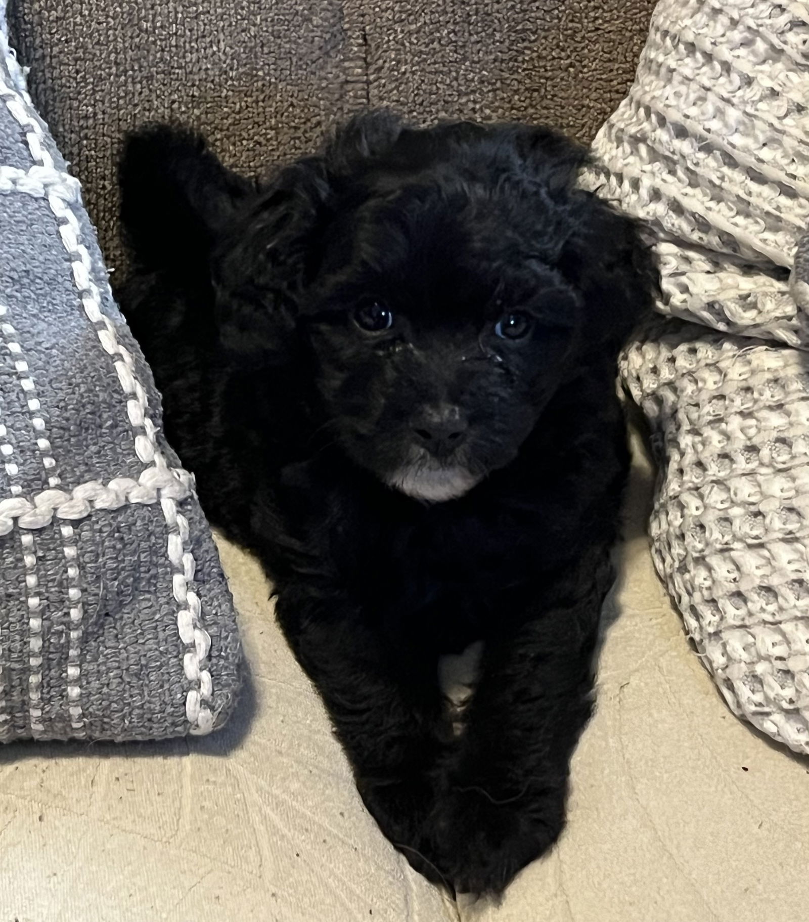 Dog Image