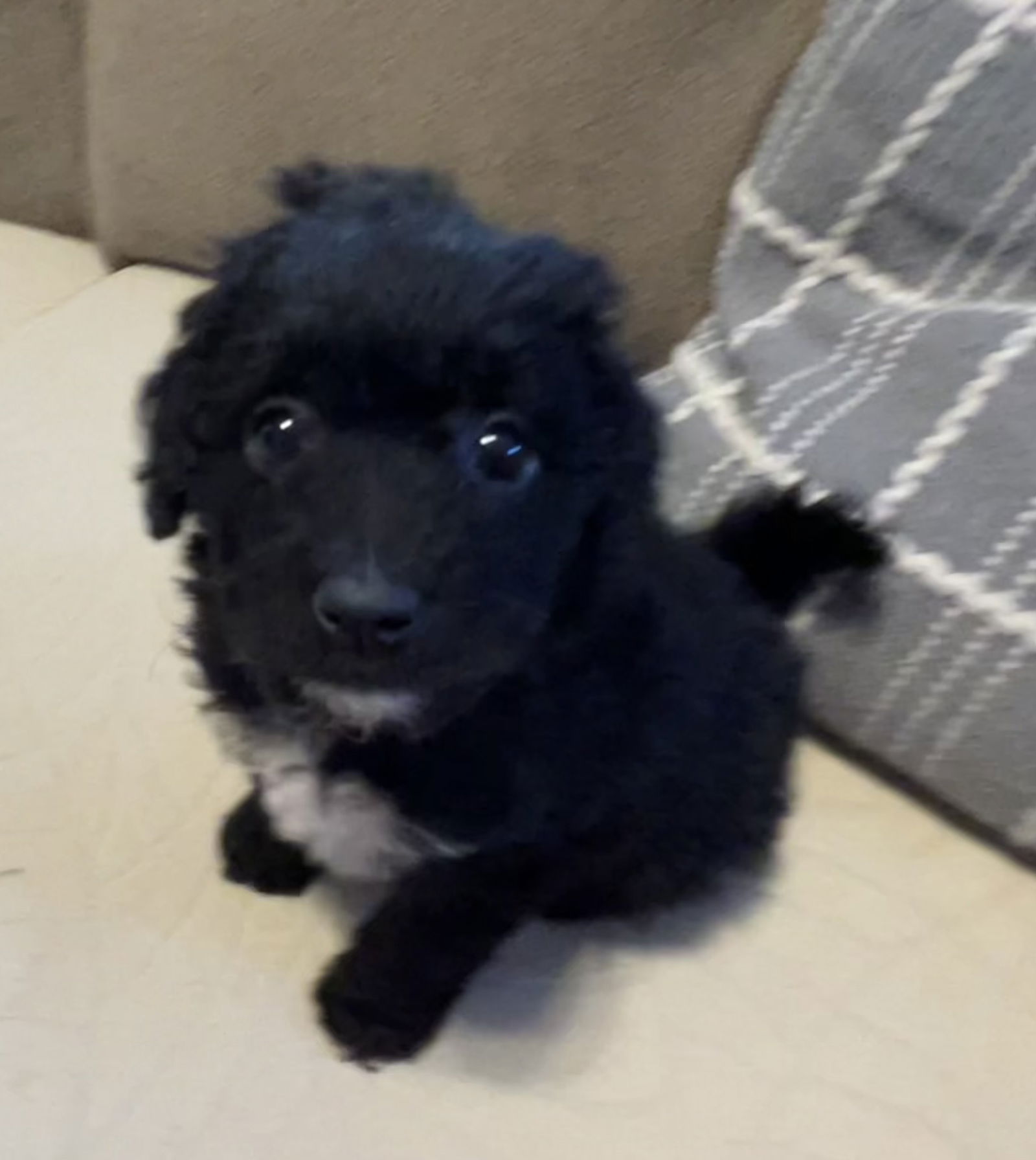 Dog Image