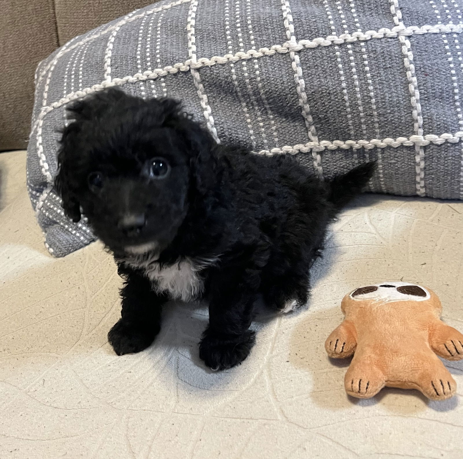 Dog Image
