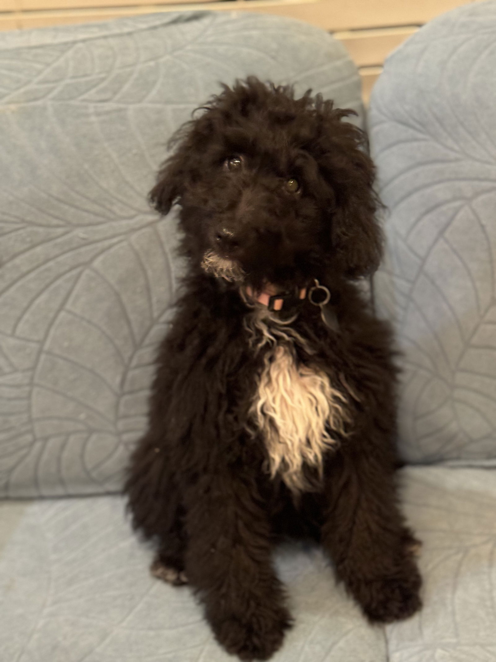 Dog Image