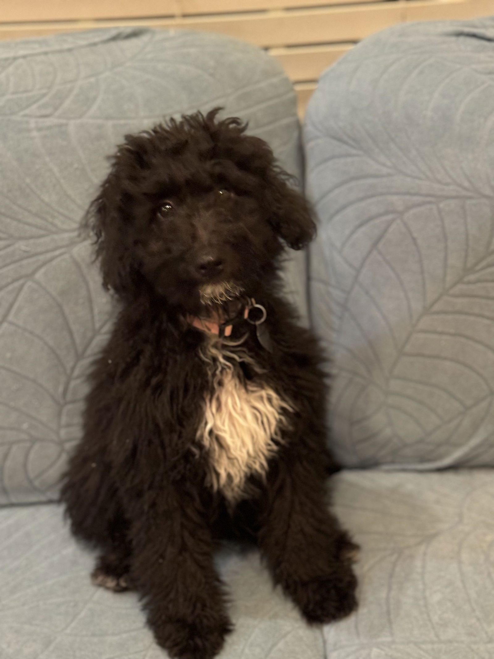 Dog Image