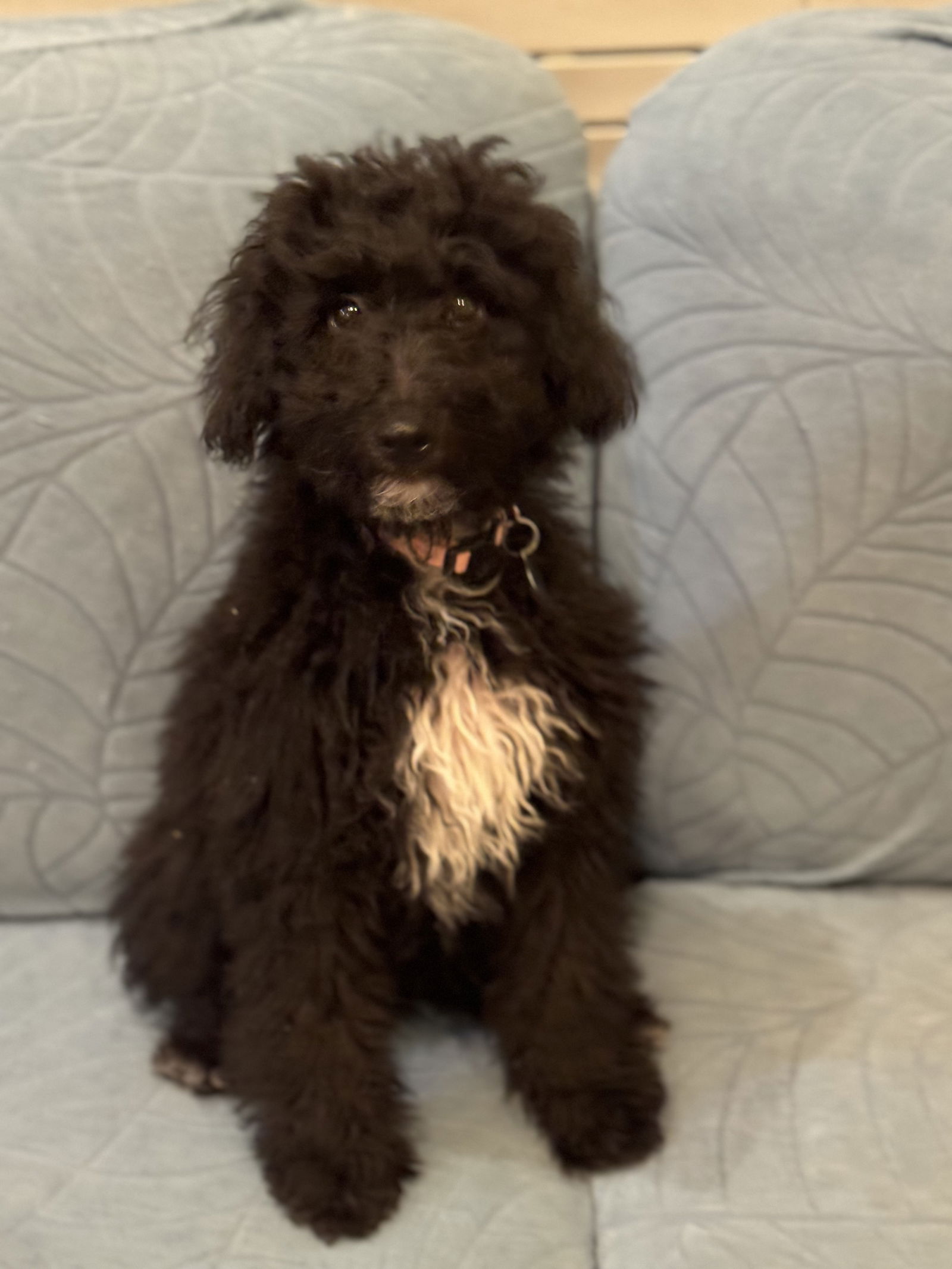 Dog Image
